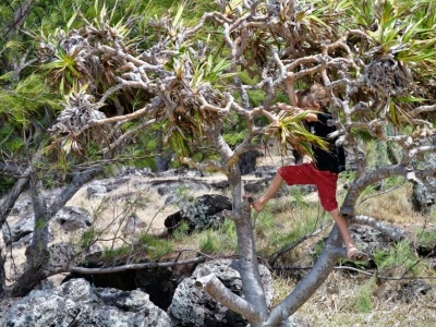 Rodrigues